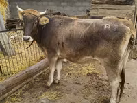 İnək, Swiss cattle — foto 2