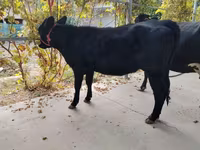 母牛, Limousin cow — 照片 7
