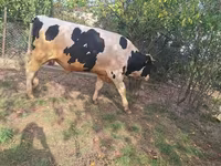 सांड, Russian Black pied cattle — फ़ोटो 5