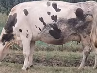 İnək, Russian Black pied cattle — foto 3