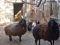 Qoyun, Karabakh sheep — foto 5