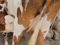 İnək, Simmental cattle — foto 6