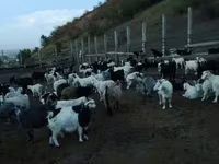 Goat, Goats — photo 1