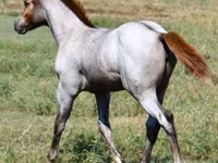 Madyan, Quarter Horse — foto 4