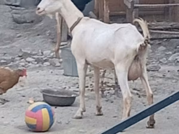 Goat, Alpine goat