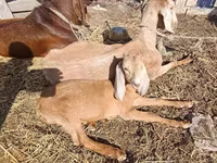 Sheep (batch, sex not specified), Sheep — photo 6