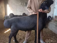Qoç, Hissar sheep — foto 1