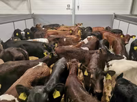 Vaca, Ganado vacuno — foto 1