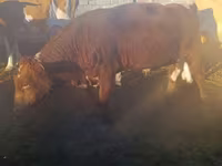 Bull, Cattle — photo 1