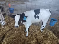 بقرة, Swiss cattle — الصورة 8