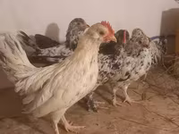 Yapon Bantam — foto 8