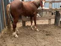 Caballo, Kazakh horse — foto 2