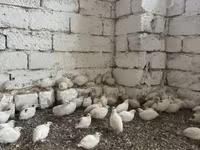 Kral bildirçini — foto 1