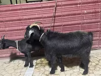 母山羊, Goats — 照片 1