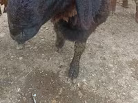 Bode, Cabras — foto 3