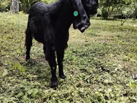 Goats (batch, sex not specified), Goats — photo 2
