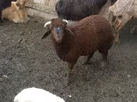 Qoyunlar (partiya, cinsi göstərilməyib), Red Karaman sheep — foto 1