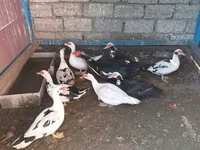 Ducks — Foto 6