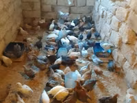 Chickens — photo 5