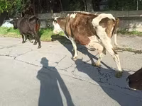 Kuh, Simmental cattle — Foto 2