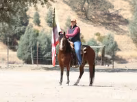 At, Quarter Horse — foto 7