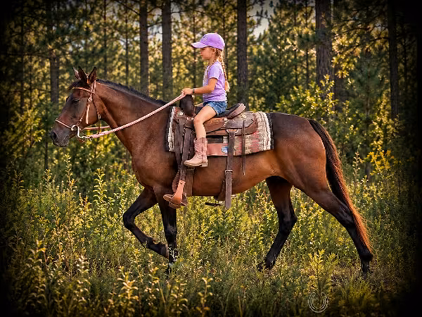 Mare, Quarter Horse