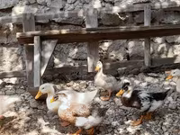 Ducks — photo 8