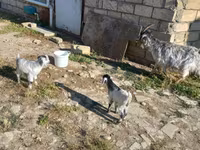 Goat, Goats — photo 3