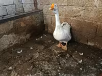 Geese — foto 2