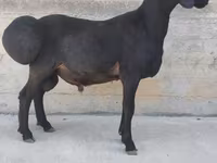 Widder, Hissar sheep — Foto 1