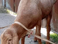 Widder, Ordabasy sheep — Foto 2