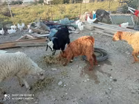 Keçilər (partiya, cinsi göstərilməyib), Keçilər — foto 8