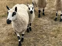 نعجة, Cerry Hill sheep — الصورة 5