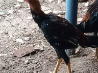 Chickens — الصورة 1