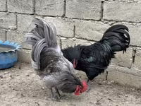 Chickens — photo 4