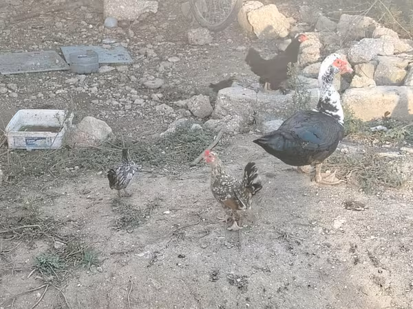 Domestic Muscovy — Azerbaijan