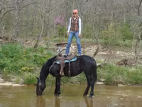 Yegua, Percheron — foto 4