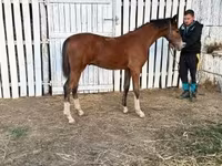 Aygʻir, Dutch warmblood horse — 5-rasm