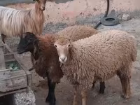 Sheep, Sheep — photo 6