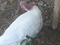 Turkeys — 照片 2