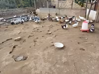 Ducks — foto 1