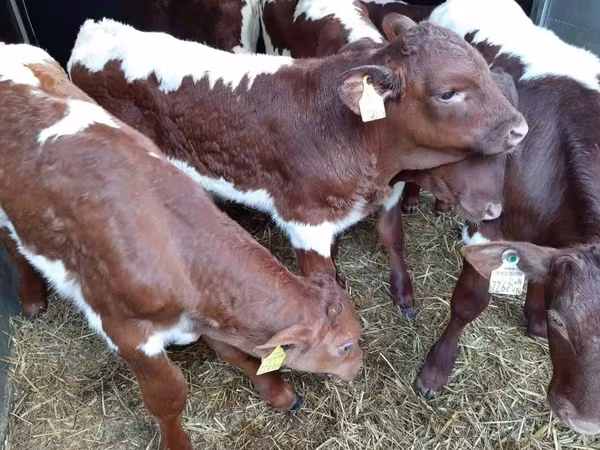 Buğa, Simmental cattle