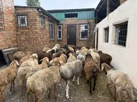 Carneiro, Rhon sheep — foto 2