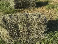 Խոտի տուկ Խառ խոտ — الصورة 2