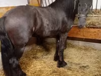 Horse (M), Friesian — photo 2