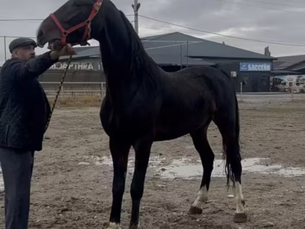Koń, Orlov Trotter
