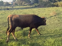 Bull, Cattle — photo 1