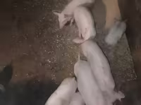 Boar, Pigs — photo 4