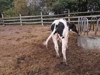 Cow, Cattle — photo 6