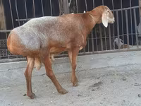 Qoç, Saryarka sheep — foto 3